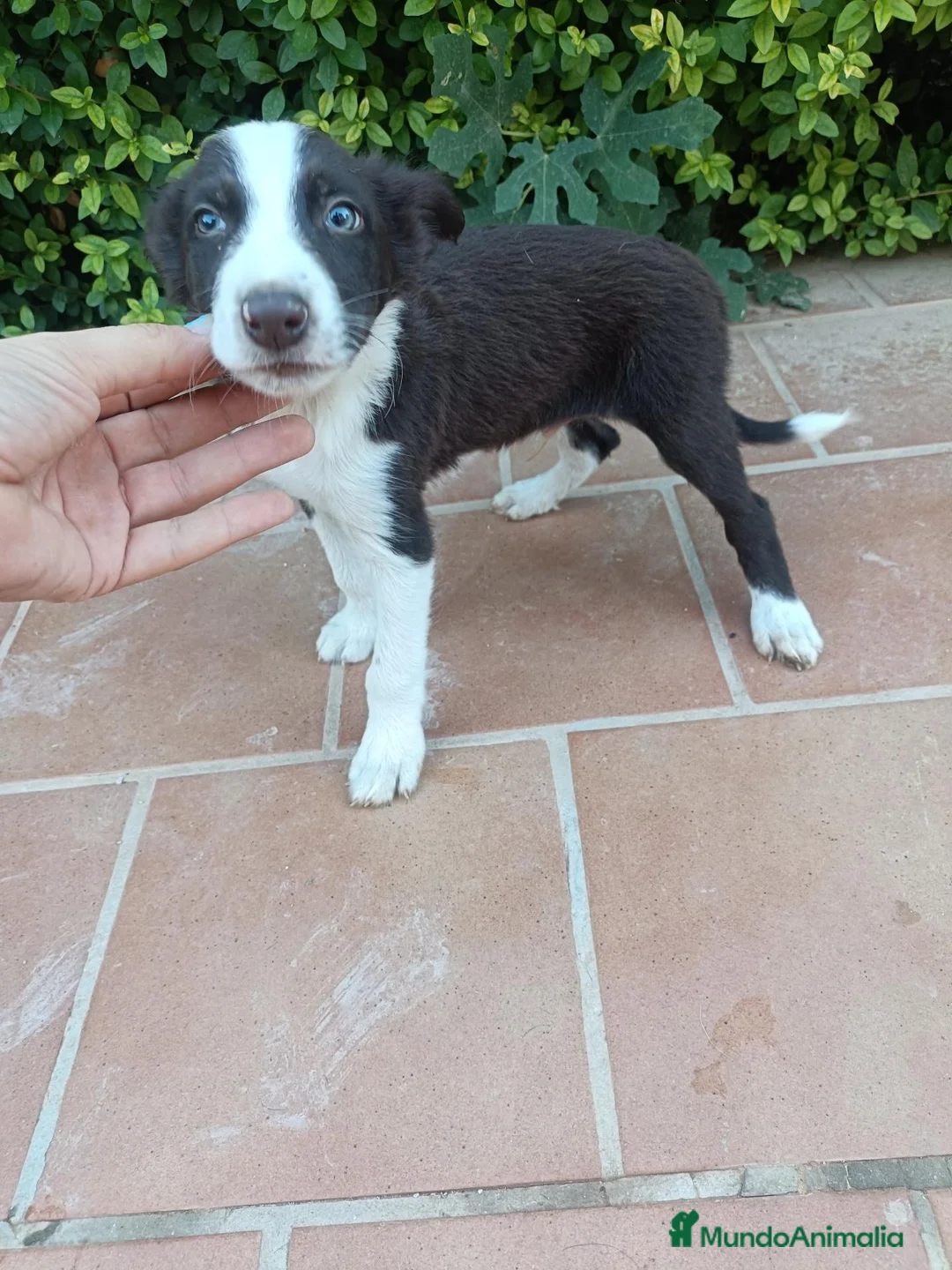 Border Collie perros en venta: Machos Border Collie Chocolate - Anuncio 2