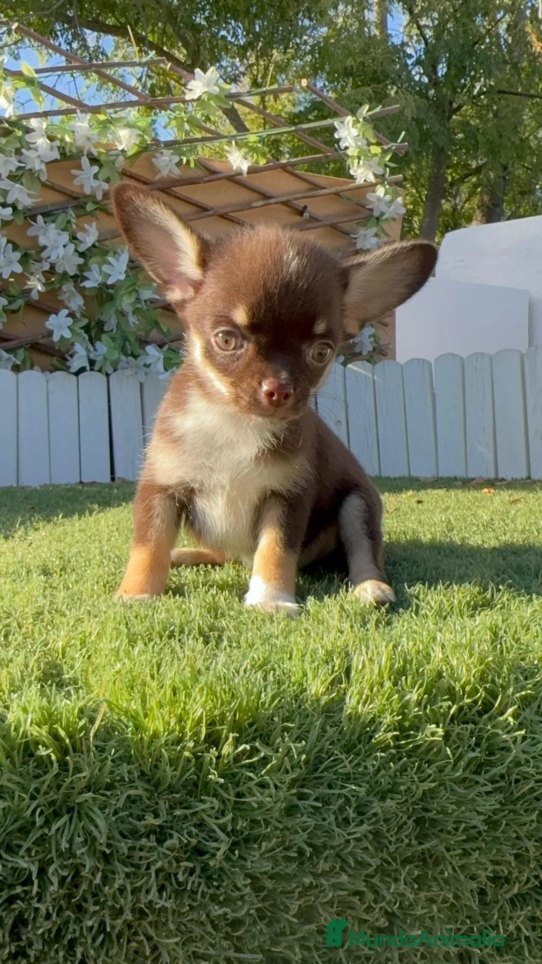 Chihuahua perros en venta: CHIHUAHUA CHOCOLATE - Anuncio 16