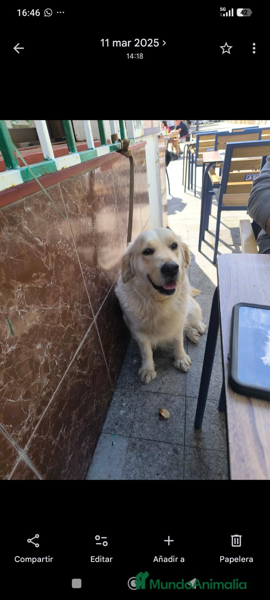 Golden Retriever perros Golden retriever disponible en mallorca  - Anuncio 4