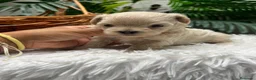 Maltipoo perros en venta: MALTIPOO 100%  - Anuncio 16