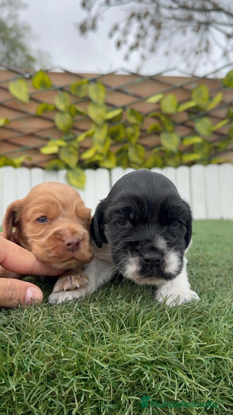 Cocker Spaniel Inglés perros COCKER SPANIEL INGLES - Anuncio 2