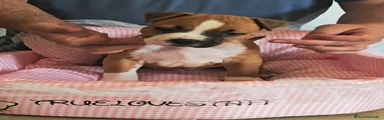 American Staffordshire-Terrier 3