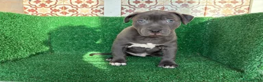 American Pit Bull Terrier 5