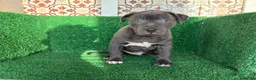 American Pit Bull Terrier perros en venta: pitbull - Anuncio 10