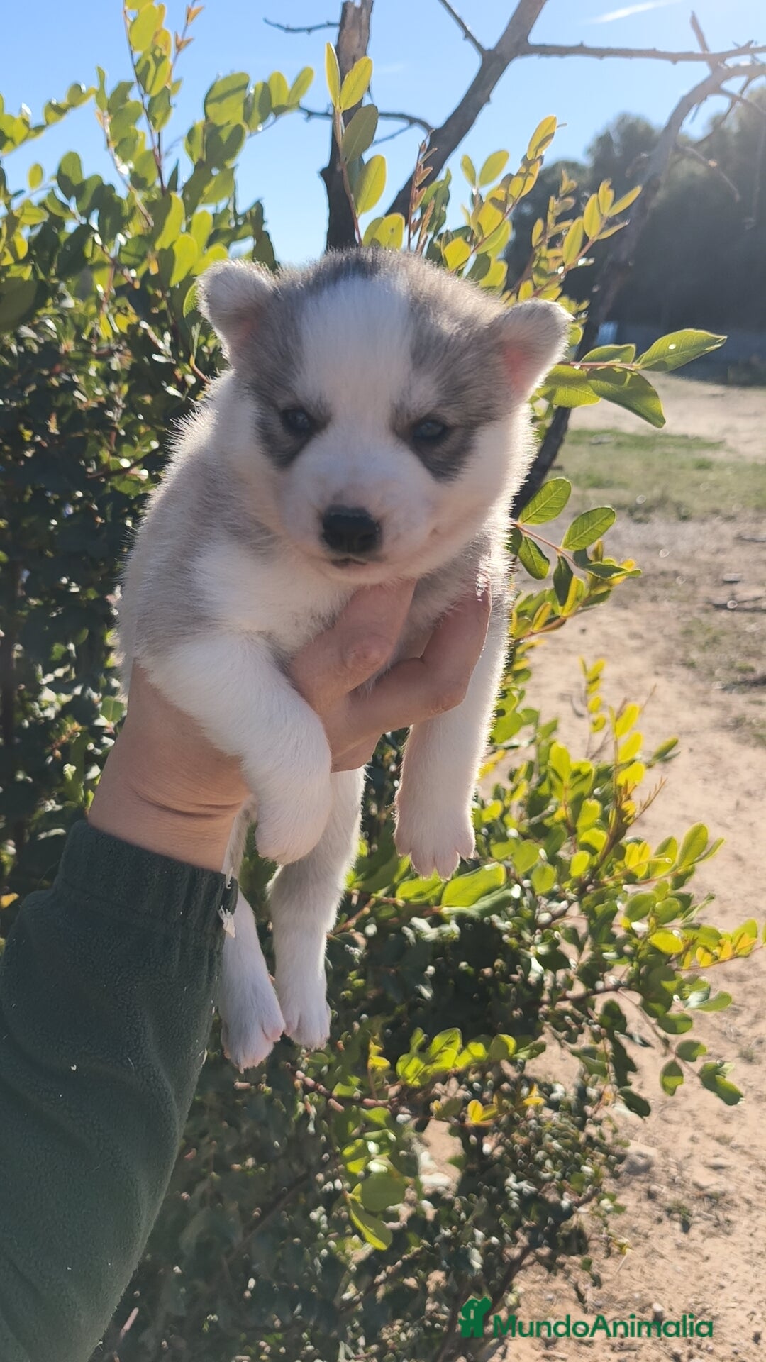 Husky Siberiano perros en venta: Husky SIBERIANO  - Anuncio 5