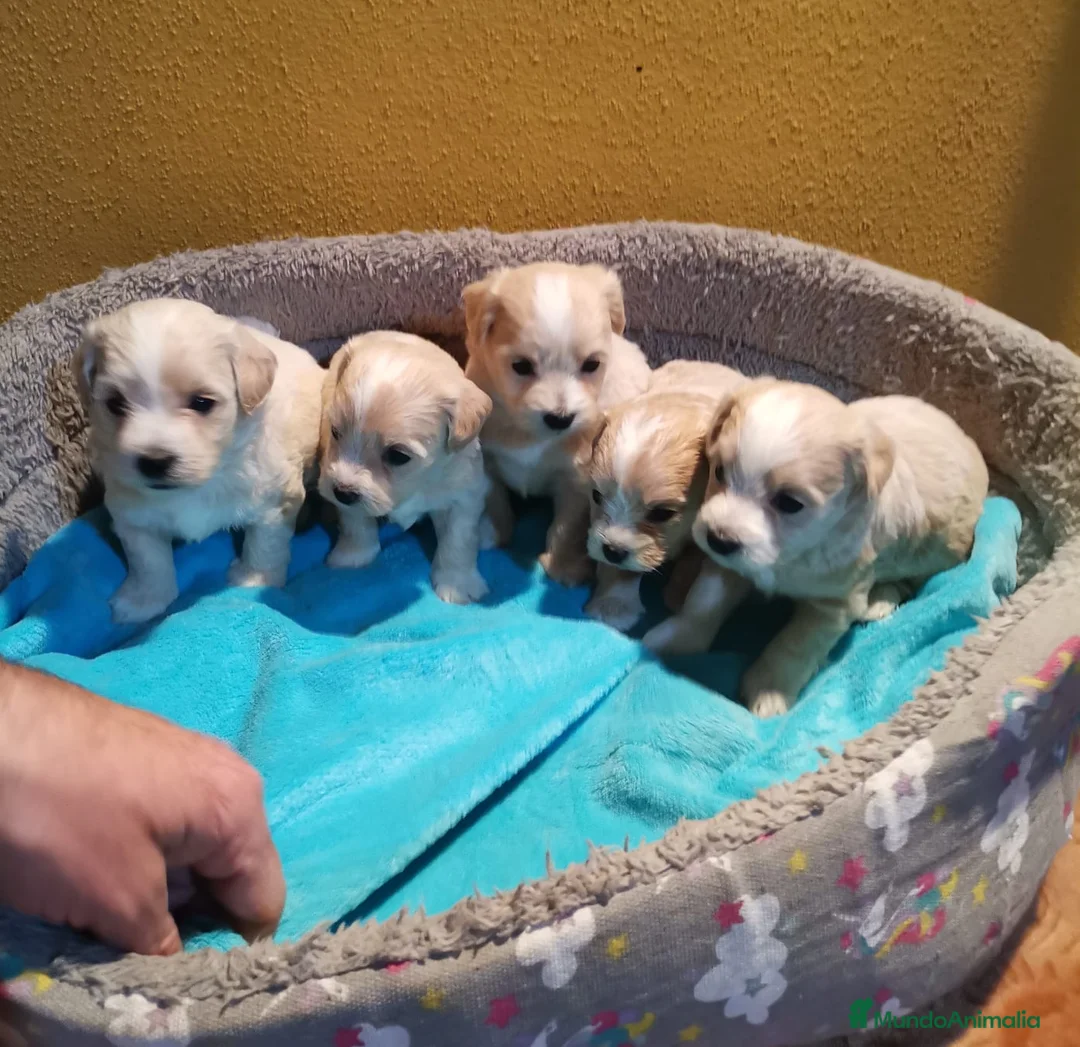 Maltipoo perros en venta: Venta de maltipoo toy - Anuncio 2