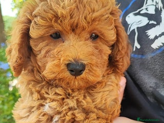 Caniche Toy perros - Anuncio 1