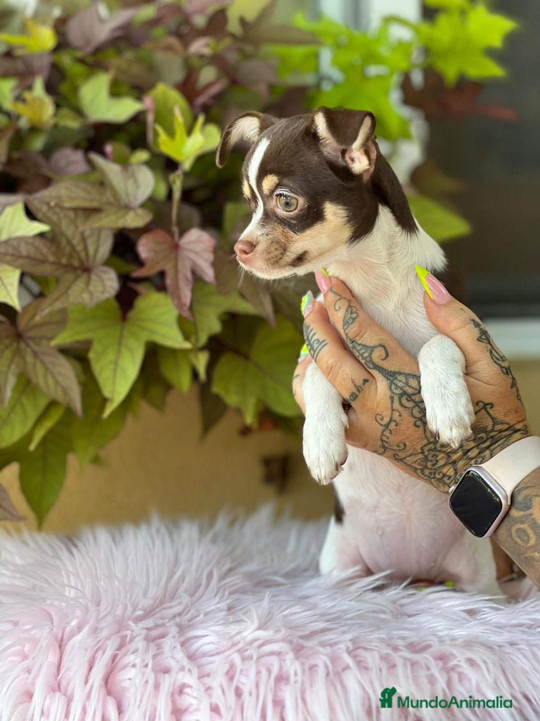Chihuahua perros en venta: Chihuahua tricolor  - Imagen 3