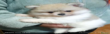 Pomerania Cachorro 2