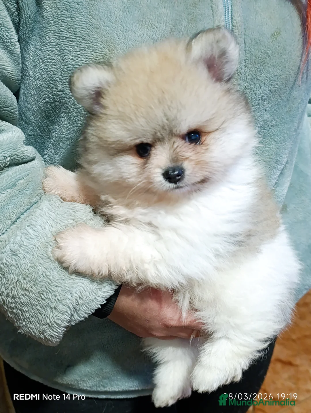 Pomerania perros en venta: Pomeranian  - Anuncio 4