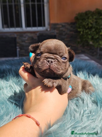 Bulldog Francés perros - Anuncio 18