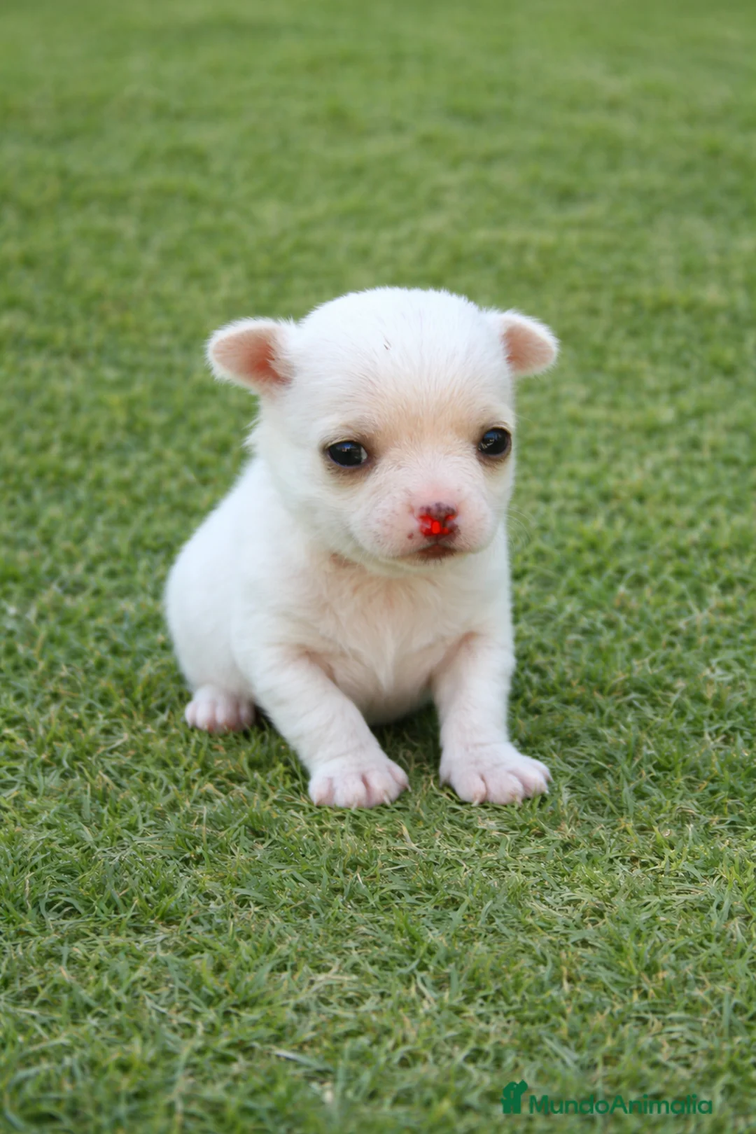 Chihuahua perros en venta: PRECIOSO CHIHUAHUA  - Anuncio 4