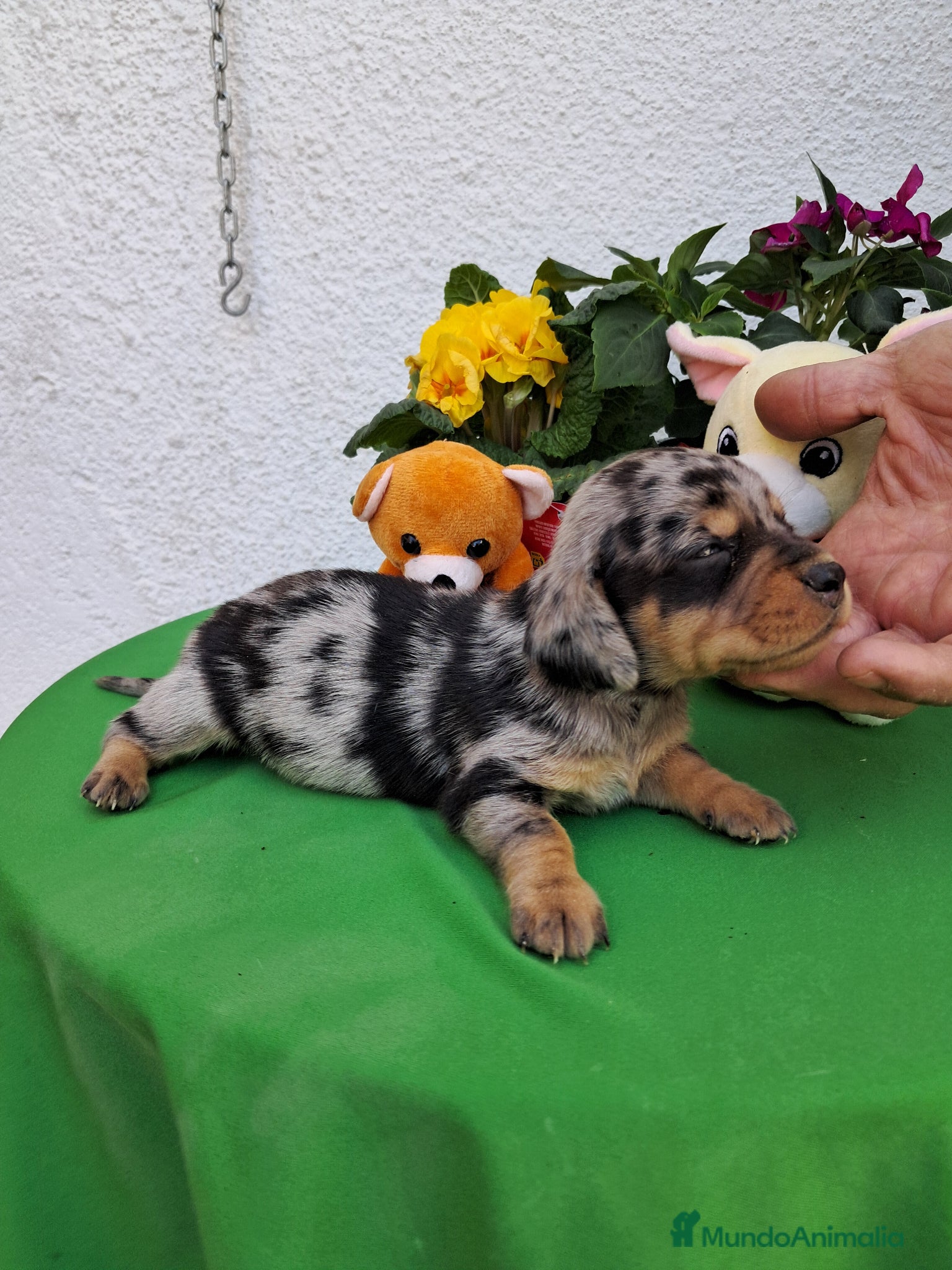 Teckel perros Teckel arlequin - Anuncio 1
