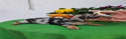 Teckel perros en venta: Teckel arlequin - Anuncio 1