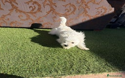 Raza Mixta perros en venta: Maltipom - Imagen 11