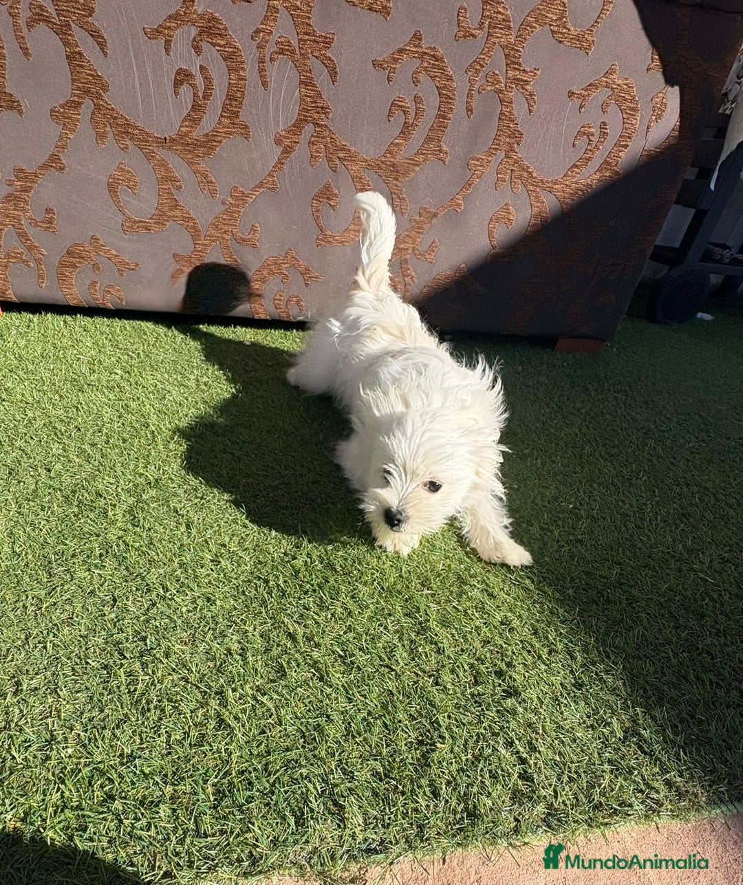 Raza Mixta perros en venta: Maltipom - Imagen 11