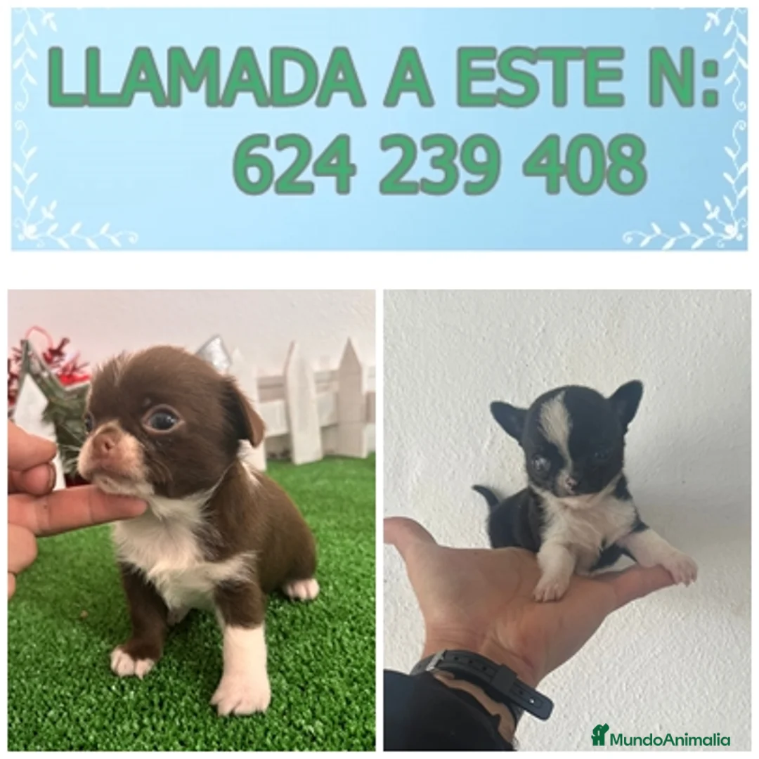 Chihuahua perros en venta: CHIHUAHUA LINEA RUSA - Anuncio 7