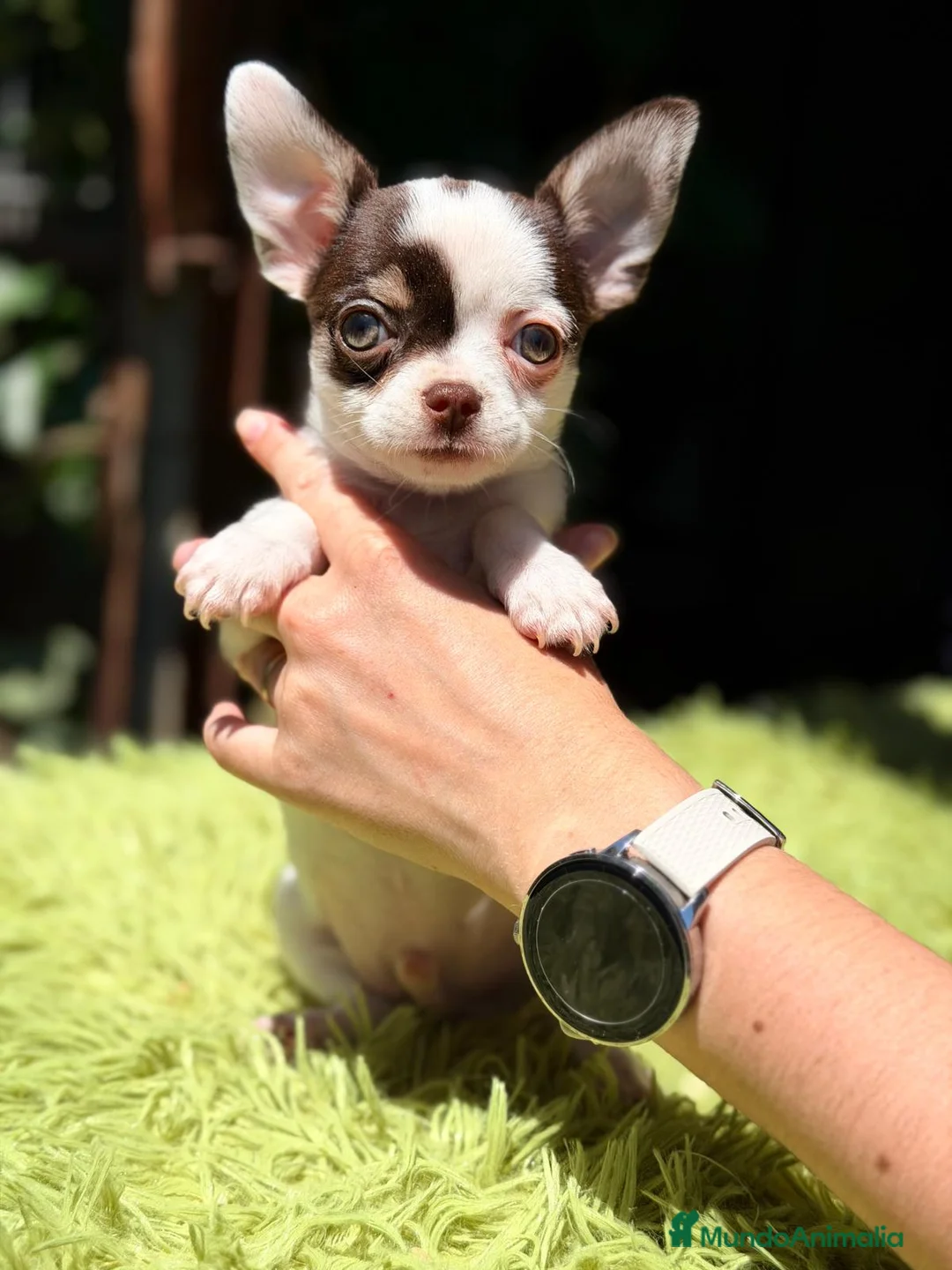 Chihuahua perros en venta: CHIHUAHUA TRICOLOR MACHO  - Anuncio 2
