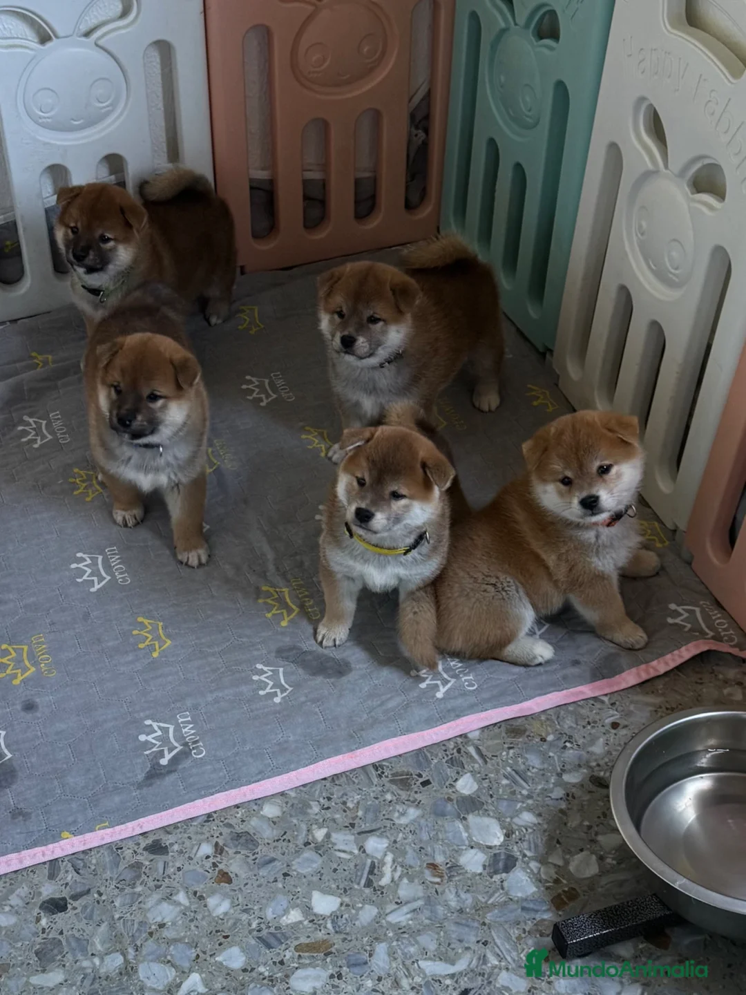 Shiba Inu perros en venta: Cachorros Shiba Inu - Anuncio 4