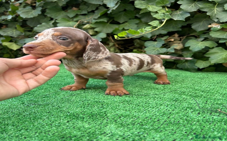 Teckel Miniatura perros - Anuncio 1