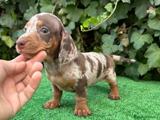 Teckel Miniatura perros - Anuncio 6