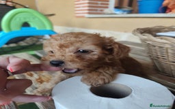 Caniche Toy perros en venta: Excelente camada de caniche apricot toy - Imagen 2