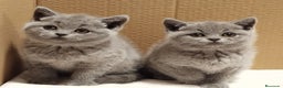 Británico de Pelo Corto gatos en venta: British Shorthair Preciosas - Anuncio 2