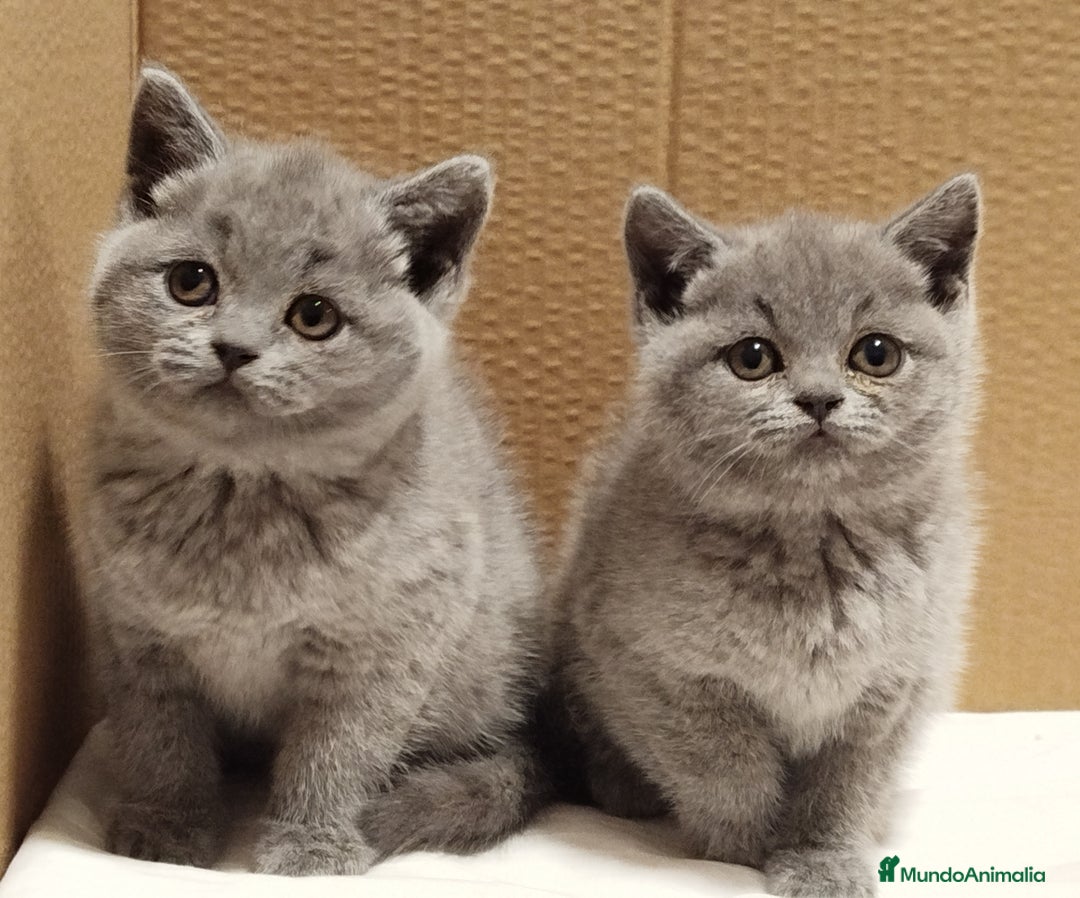 Británico de Pelo Corto gatos en venta: British Shorthair Preciosas - Anuncio 2