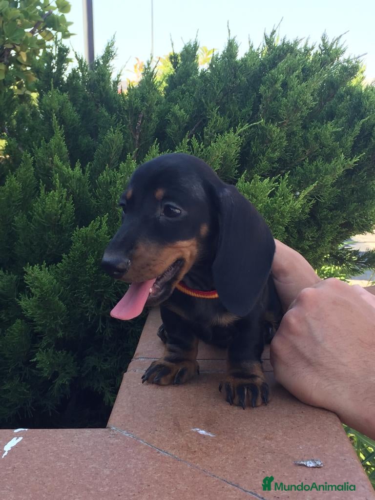 Teckel perros Teckel kaninchen en Ciudad Real - Anuncio 1