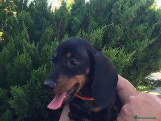 Teckel perros Teckel kaninchen en Ciudad Real - Anuncio 8