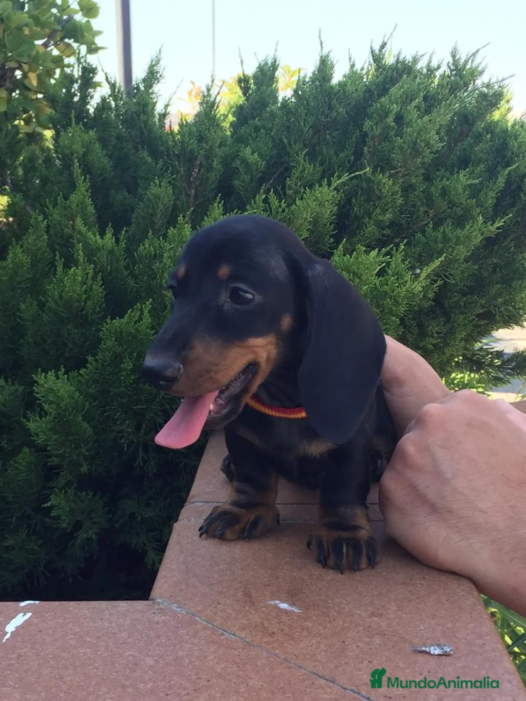 Teckel perros en venta: Teckel kaninchen en Ciudad Real - Anuncio 1