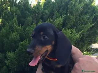 Teckel perros Teckel kaninchen en Ciudad Real - Anuncio 8