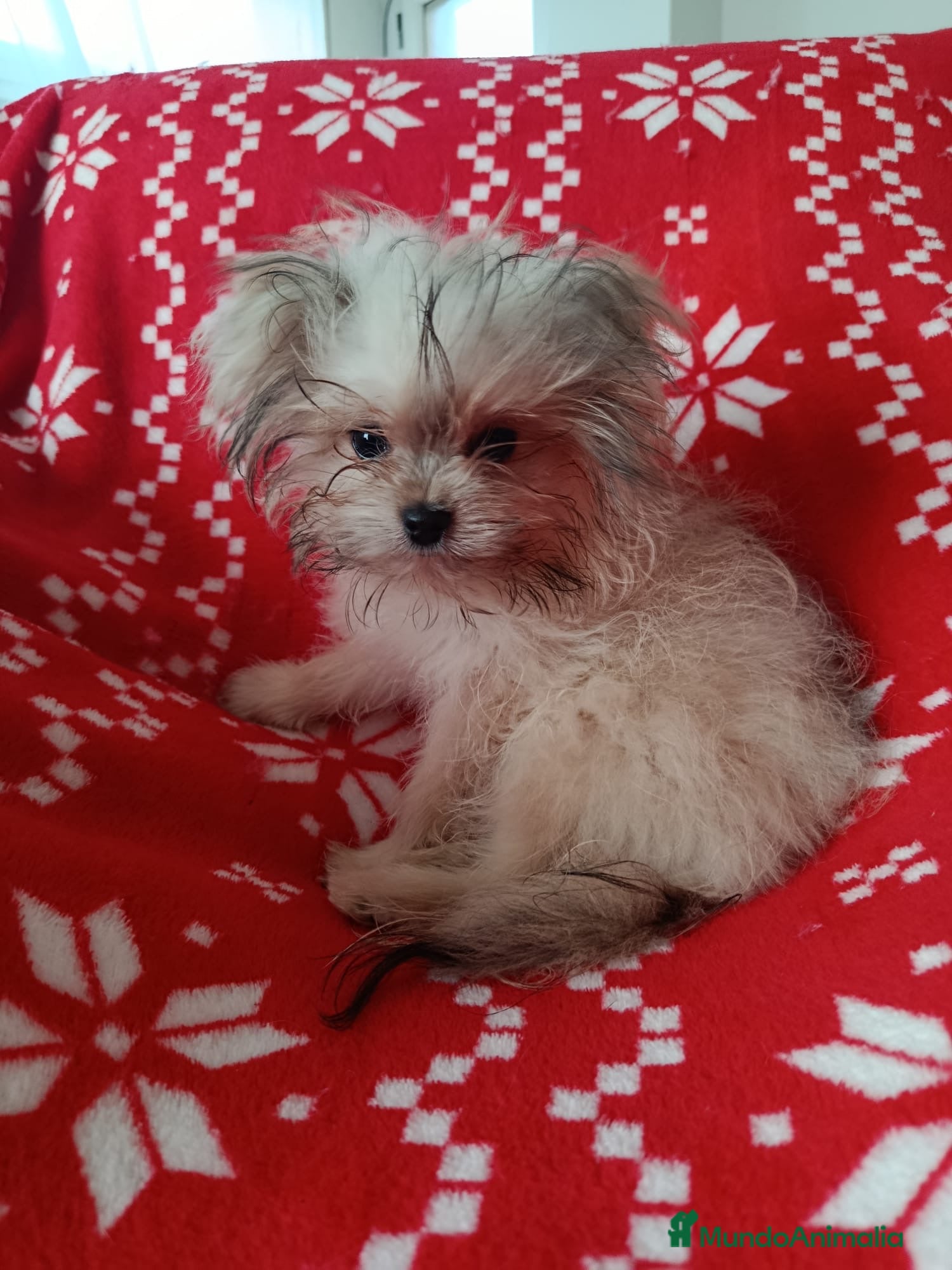 Maltipom perros Maltipom en Valencia y Murcia  - Anuncio 23