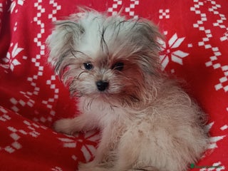 Maltipom perros Maltipom en Valencia y Murcia - Anuncio 1