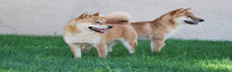 Shiba Inu perros en venta: SHIBA INU en Madrid - Anuncio 6