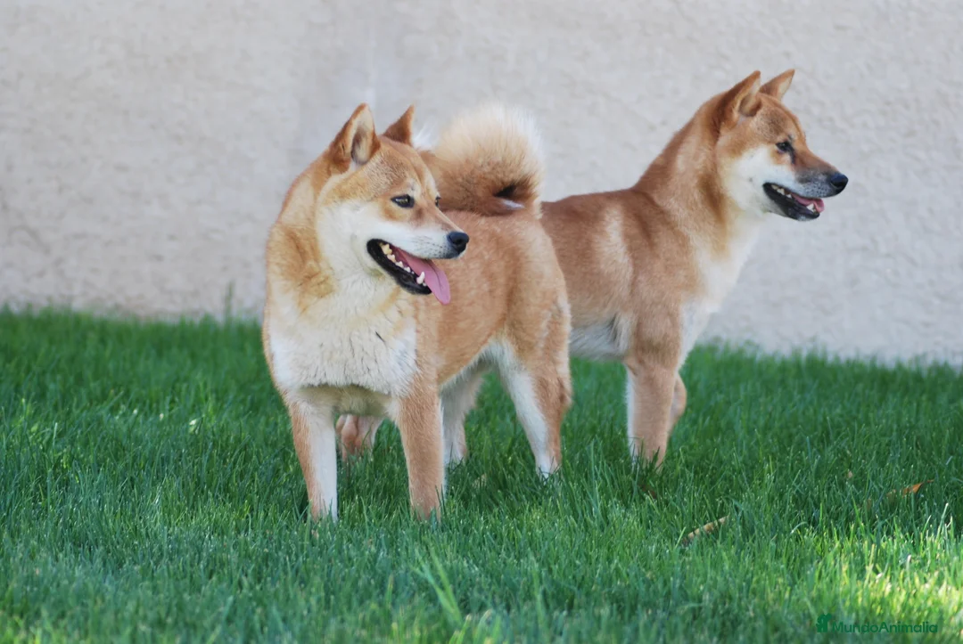 Shiba Inu perros en venta: SHIBA INU en Madrid - Anuncio 6