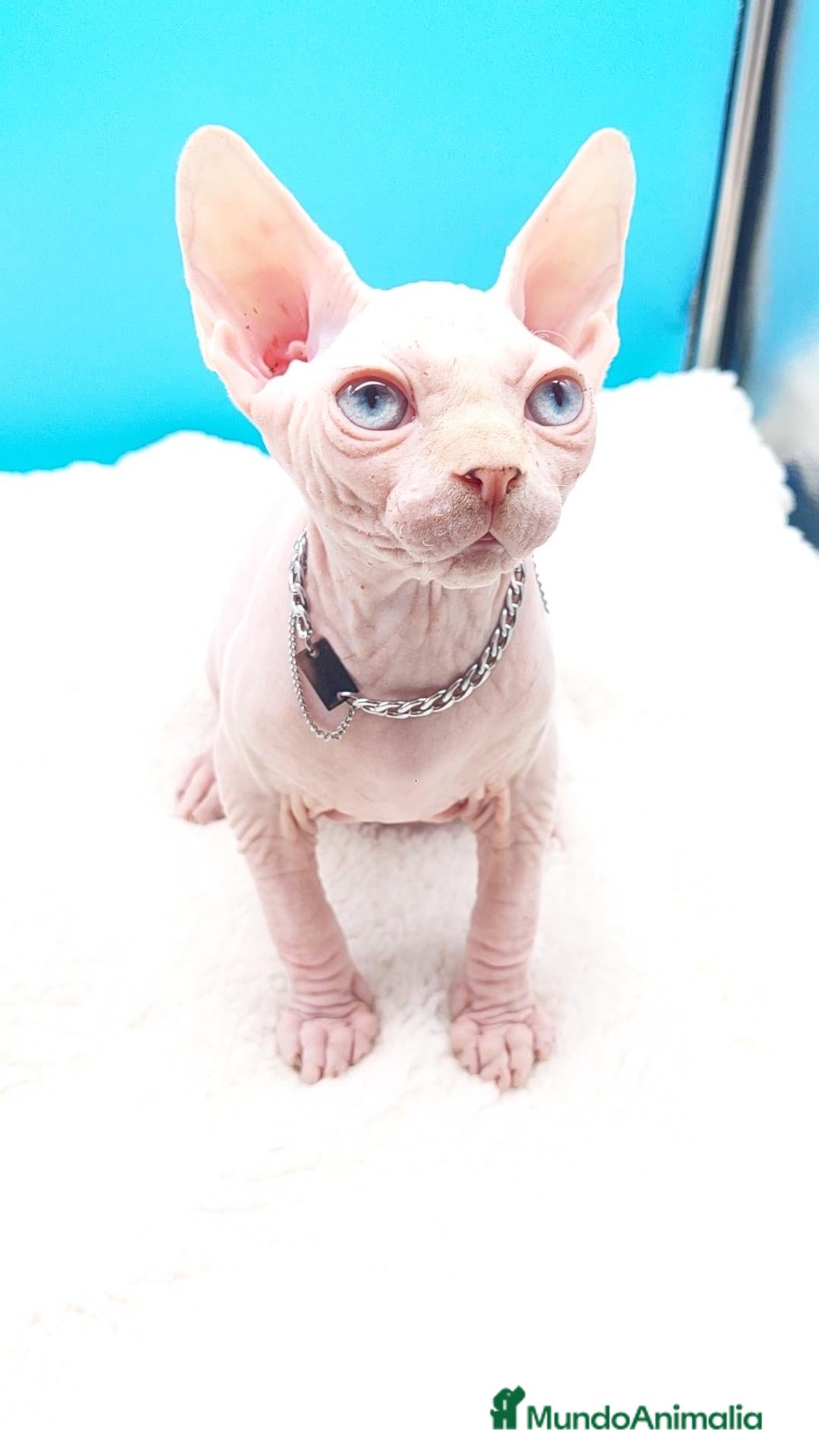 Sphynx gatos Precioso machito ojos azules  - Anuncio 5
