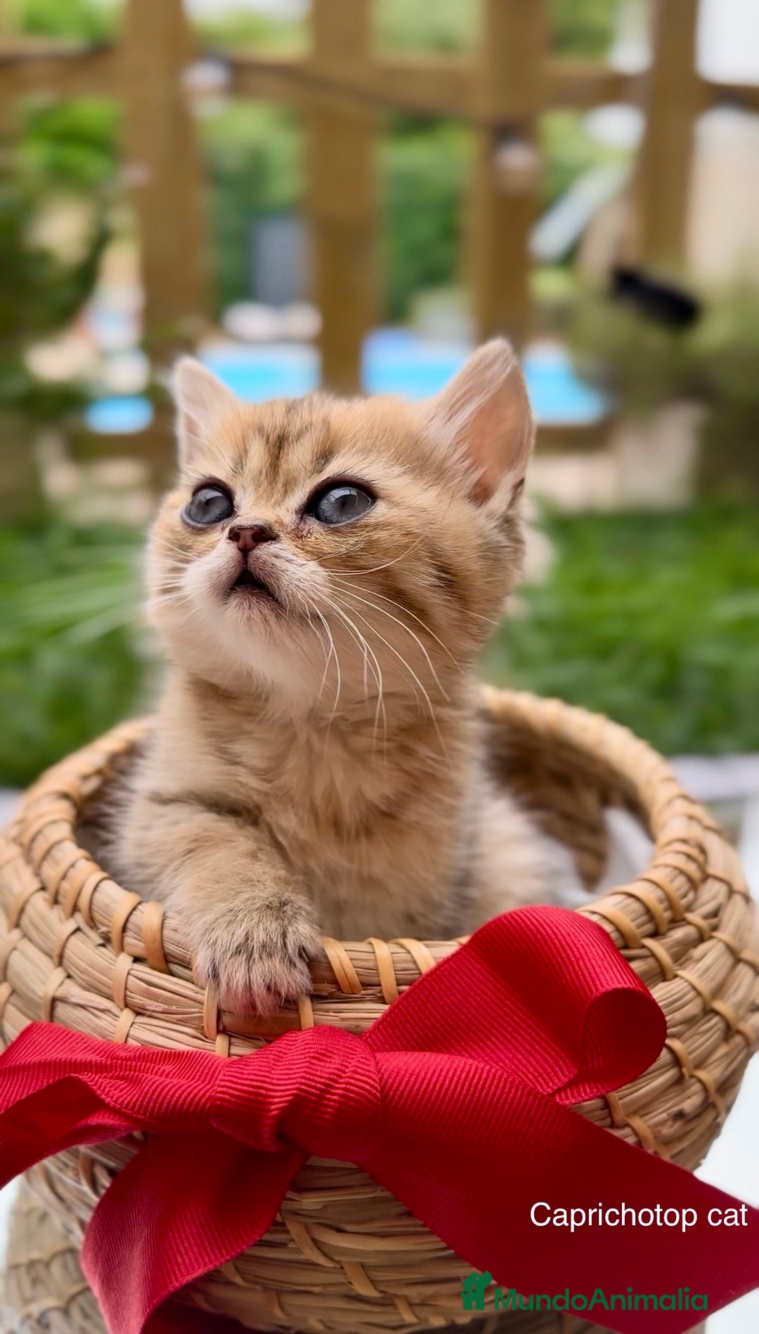 Británico de Pelo Corto gatos en venta: Gatitos British y Scottish Fold  - Imagen 3