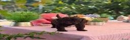 Perro de Agua Español perros en venta: Perros de agua chocolate  - Anuncio 4