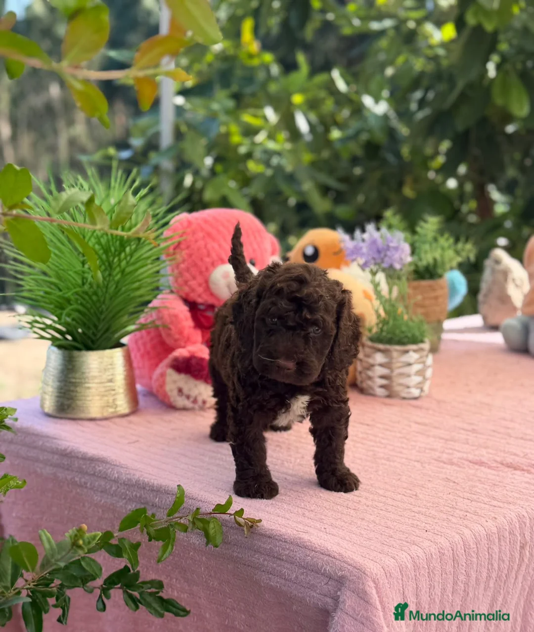 Perro de Agua Español perros en venta: Perros de agua chocolate  - Anuncio 4