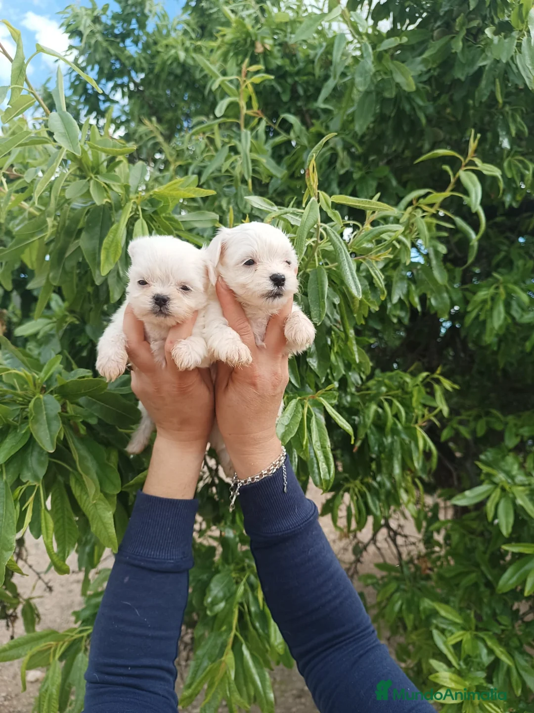 Bichón Maltés perros en venta: BICHÓN MALTES MACHITOS  - Anuncio 3
