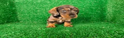 Teckel Miniatura perros en venta: Teckel miniatura  - Anuncio 8