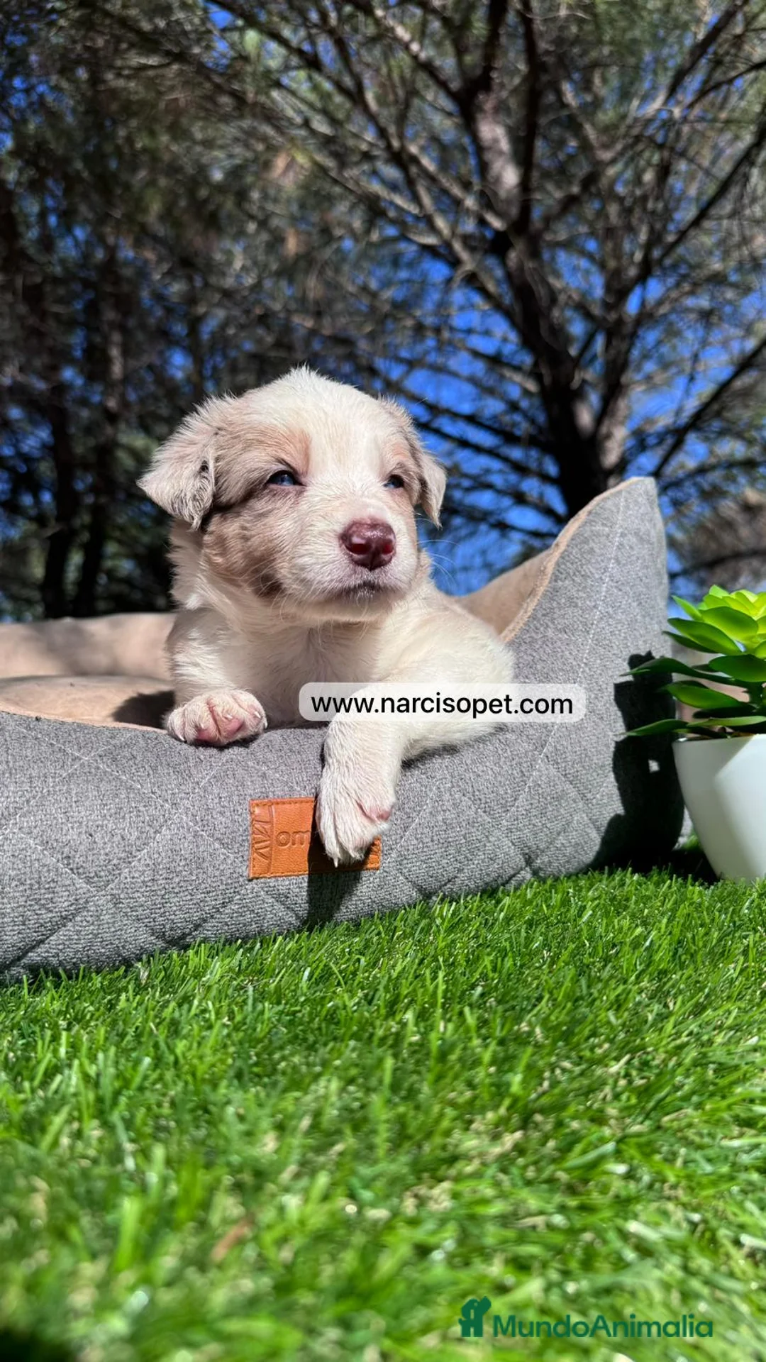 Border Collie perros en venta: BEBE BORDER COLLIE RED MERLE en Asturias - Anuncio 3