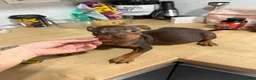 Pinscher Miniatura perros en venta: Mini pincher chocolates e Isabella  - Anuncio 9