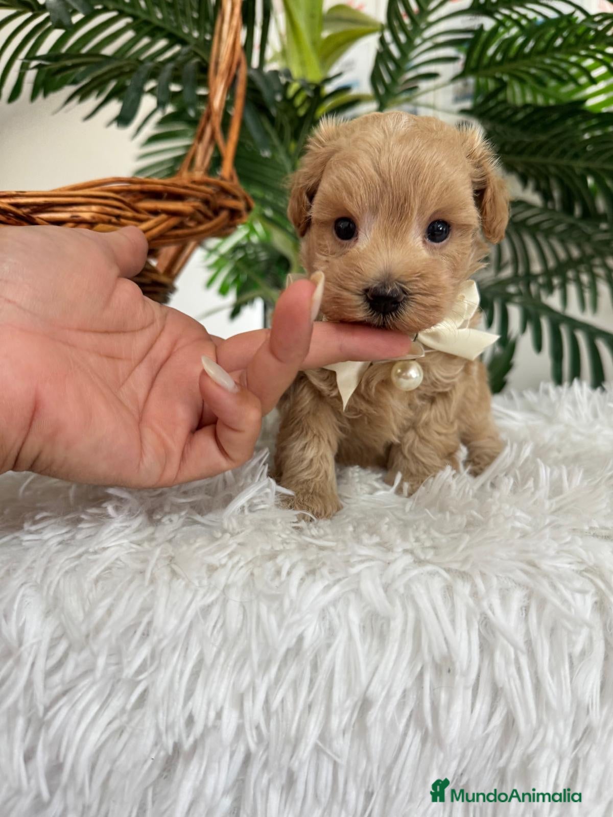Maltipoo perros MALTIPOO MACHOS  - Anuncio 1