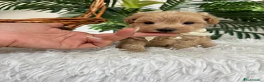 Maltipoo 1