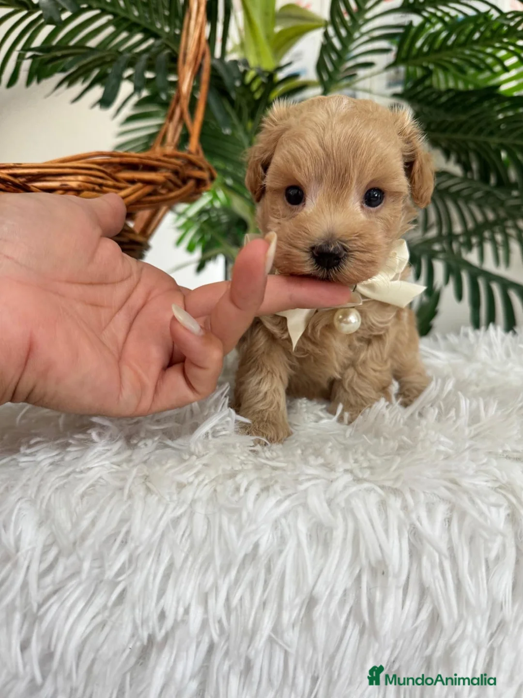 Maltipoo perros en venta: MALTIPOO MACHOS  - Anuncio 1