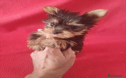 Yorkshire Terrier perros en venta: Yorkshire Terrier Toy - Imagen 1