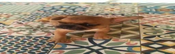 Bulldog Francés perros en venta: BULLDOG FRANCÉS  - Anuncio 5