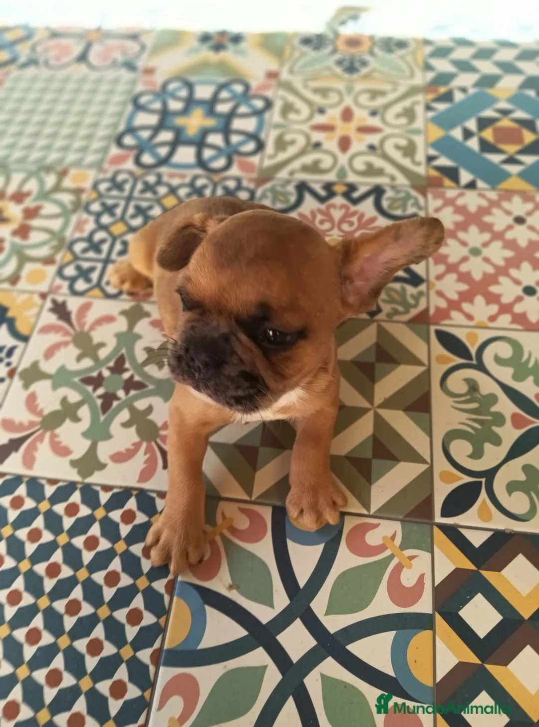 Bulldog Francés perros en venta: BULLDOG FRANCÉS  - Anuncio 2